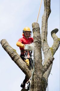 NYC Tree trimming