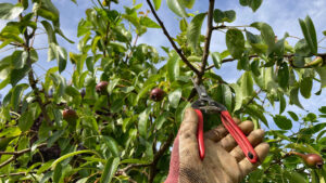 Tree surgeon