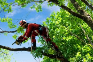 Cheap Tree Removal Service Bronx