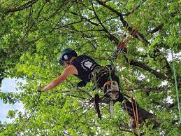 bronx tree trimming service