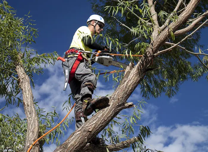 cheap tree trimming company