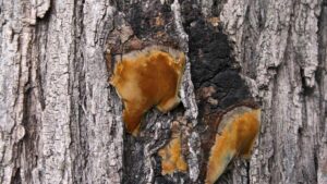 Effective tree decay prevention tips and techniques