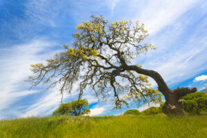leaning-tree