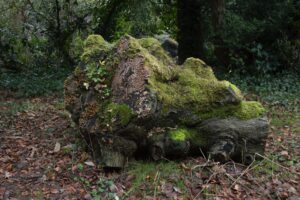 how-to-tell-if-a-tree-is-dead