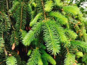 Pine trees