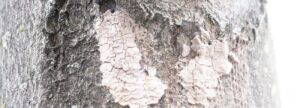 spotted-lantern-fly-tree-damage