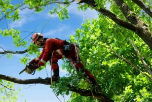 tree service nyc