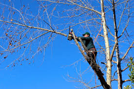 save a dying tree