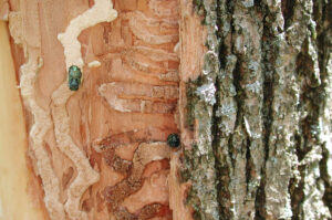 emerald ash borer