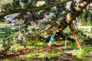 how to straighten a tree