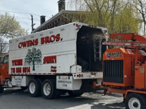 local bronx tree service