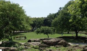washington heights tree service
