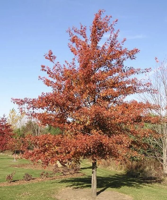 Tree From Am Trees of Central Park NYC | Species Guide | Owens Bros